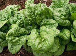 400 Seeds Bloomsdale Spinach Vegetable 2For Garden