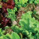 500 Seeds Leaf Lettuce Mix Lettuce Seeds Vegetable For Garden