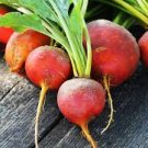 1200 Seeds Golden Detroit Beet Seeds Vegetable For Garden