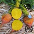 Beet Seeds Vegetable 2400 Seeds Golden Detroit For Garden