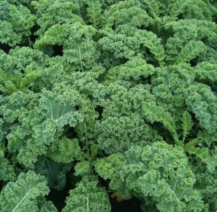 Vegetable 250 Seeds Vates Blue Curled Kale For Garden