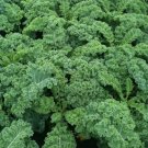 Vegetable 250 Seeds Vates Blue Curled Kale For Garden