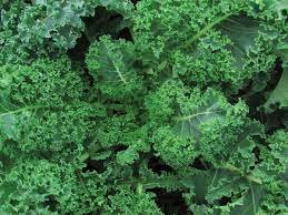 500 Seeds Vegetable Vates Blue Curled Kale For Garden