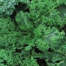 Curled Kale 1000 Seeds Vegetable Vates Blue For Garden