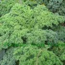 Blue For Garden Curled Kale 2000 Seeds Vegetable Vates