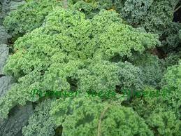 Blue For Garden Curled Kale 2000 Seeds Vegetable Vates