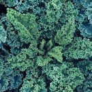 Kale 4000 Seeds Blue For Garden Curled Vegetable Vates