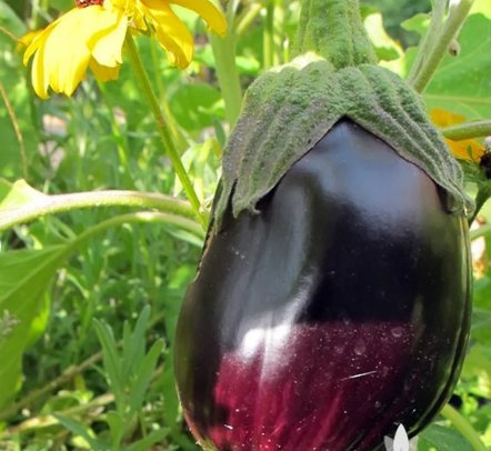 Vegetable 80 Seeds Black Beauty Eggplant For Garden