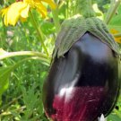 Vegetable 80 Seeds Black Beauty Eggplant For Garden