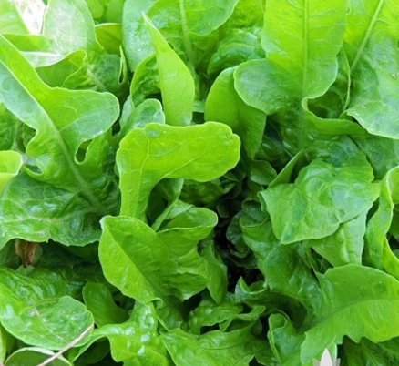 Green Oak Leaf Lettuce For Garden Vegetable 250 Seeds