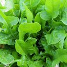 Green Oak Leaf Lettuce For Garden Vegetable 250 Seeds