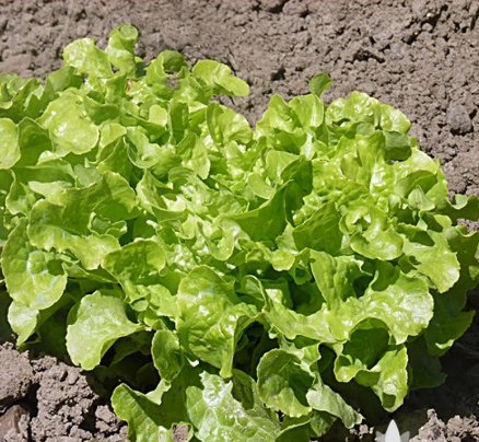 Vegetable 500 Seeds Green Oak Leaf Lettuce For Garden