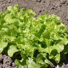 Vegetable 500 Seeds Green Oak Leaf Lettuce For Garden