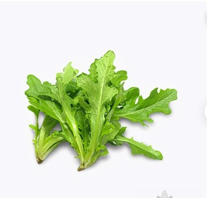 Vegetable 1000 Seeds Green Oak Leaf Lettuce For Garden