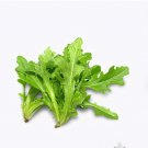 Vegetable 1000 Seeds Green Oak Leaf Lettuce For Garden