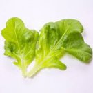Oak Leaf Lettuce Vegetable 2000 Seeds Green For Garden