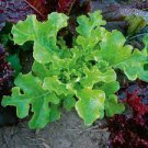 4000 Seeds Green Oak Leaf Lettuce Vegetable For Garden