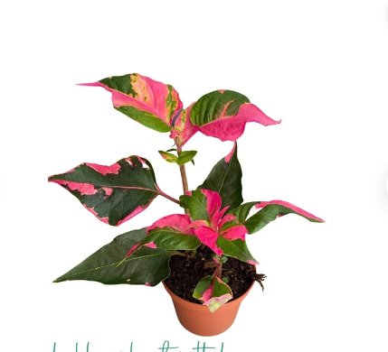 1 Bare Root Alternanthera &acirc;��Party Time&acirc;�� Starter Plant For Garden