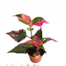 1 Bare Root Alternanthera ‘Party Time’ Starter Plant For Garden