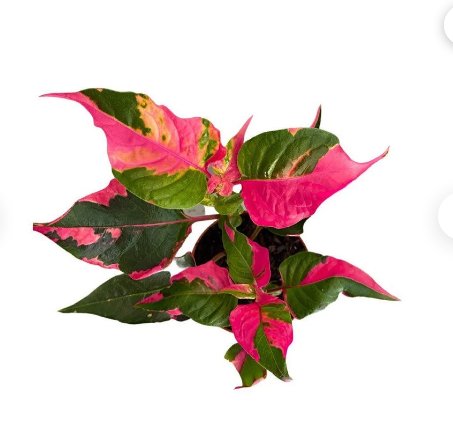 1 Pooted Alternanthera &acirc;��Party Time&acirc;�� Starter Plant For Garden