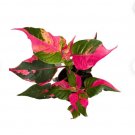 1 Pooted Alternanthera ‘Party Time’ Starter Plant For Garden
