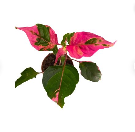 Double Plant Alternanthera &acirc;��Party Time&acirc;�� Starter Plant For Garden