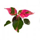 Double Plant Alternanthera ‘Party Time’ Starter Plant For Garden