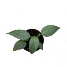 1 Bare Root Rare Philodendron ‘Silver Sword’ Starter Plant For Garden