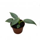 1 Potted Rare Philodendron ‘Silver Sword’ Starter Plant For Garden