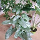 2 Bare Root Rare Philodendron ‘Silver Sword’ Starter Plant For Garden