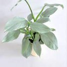 Philodendron ‘Silver Sword’ Starter 3 Bare Root Rare Plant For Garden