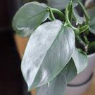 2 Potted Rare Philodendron ‘Silver Sword’ Starter Plant For Garden