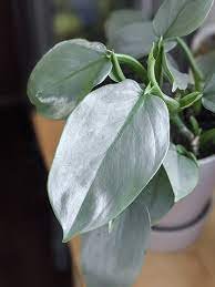 2 Potted Rare Philodendron &acirc;��Silver Sword&acirc;�� Starter Plant For Garden