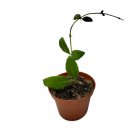 1 Hoya ‘Burtoniae’ Starter Plant For Garden