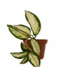 1 Hoya Krimson Princess Live Plant For Garden