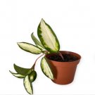 Princess Live Plant 2 Hoya Krimson For Garden