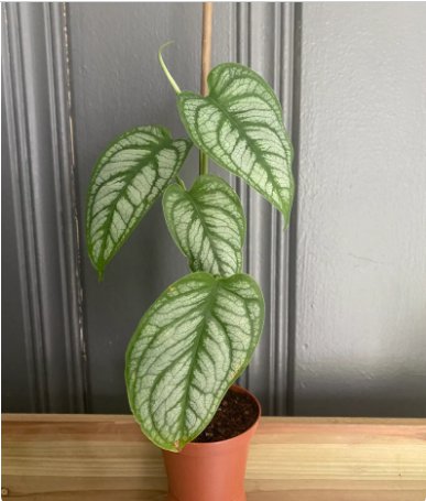Live Plant 1 Rare Siltepecana &acirc;��El Salvador&acirc;�� For Garden