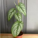 Live Plant 1 Rare Siltepecana ‘El Salvador’ For Garden
