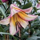 1 Bulb Flower Lilies Oriental Trumpet 'Beijin Moon' For Garden