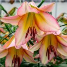 Lilies Oriental Trumpet 'Beijin Moon' 2 Bulb Flower For Garden