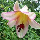 'Beijin Moon' 4 Bulb Flower Lilies Oriental Trumpet For Garden