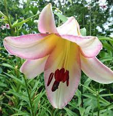 'Beijin Moon' 4 Bulb Flower Lilies Oriental Trumpet For Garden