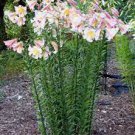 'Beijin Moon' Lilies Oriental Trumpet 8 Bulb Flower For Garden