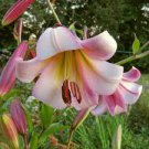 Trumpet 16 Bulb 'Beijin Moon' Lilies Oriental Flower For Garden