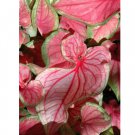 1 Bulb Caladium ‘Sweetheart’ BULB Flower For Garden