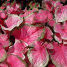 Caladium ‘Sweetheart’ Bulb 2 Bulb Flower For Garden