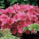 ‘Sweetheart’ Bulb 4 Bulb Caladium Flower For Garden