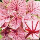 8 Bulb ‘Sweetheart’ Bulb Caladium Flower For Garden