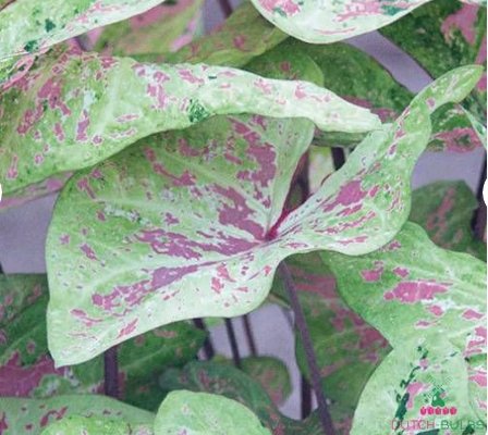 1 Bulb Caladium &acirc;��Seafoam Pink&acirc;�� Flower For Garden