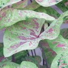 1 Bulb Caladium ‘Seafoam Pink’ Flower For Garden